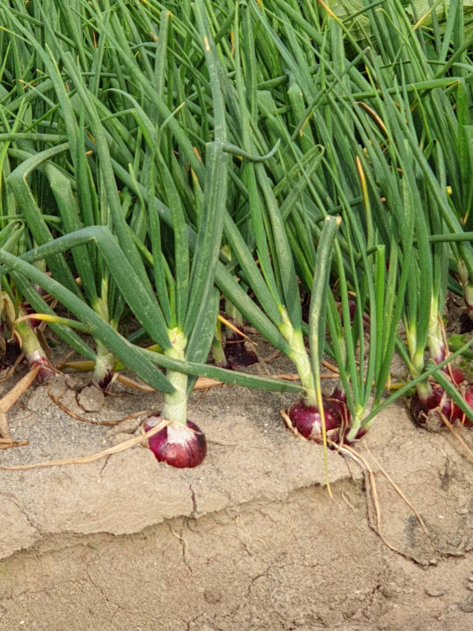 raccolta di cipollotti rossi calabresi