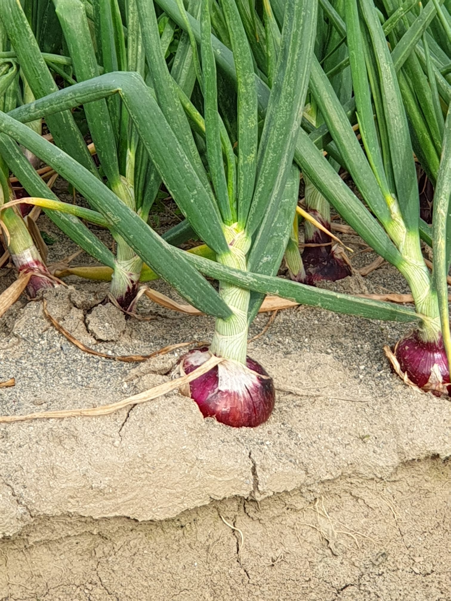 raccolta di cipolle rosse di Tropea IGP
