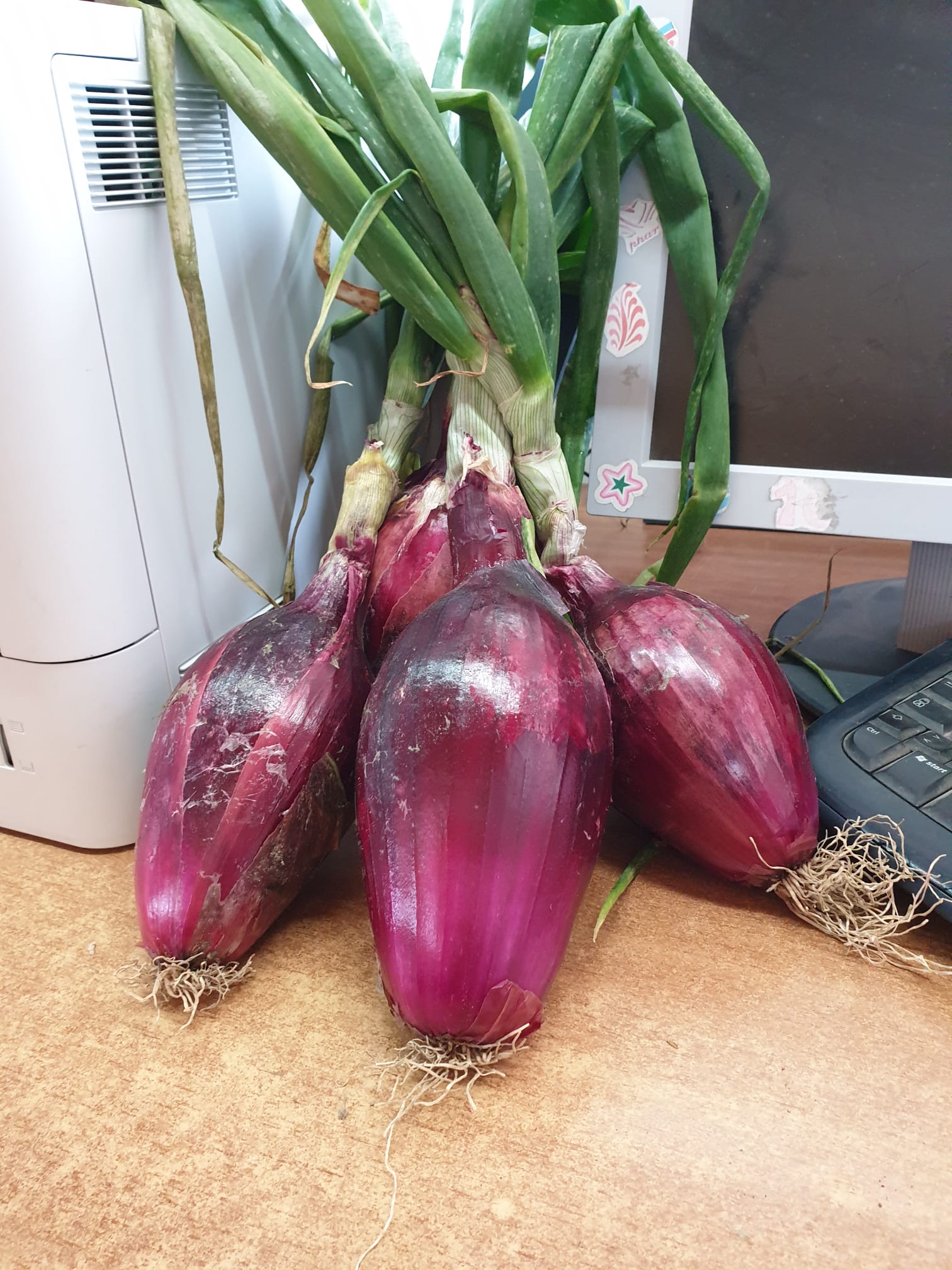 cipollotti rossi calabresi