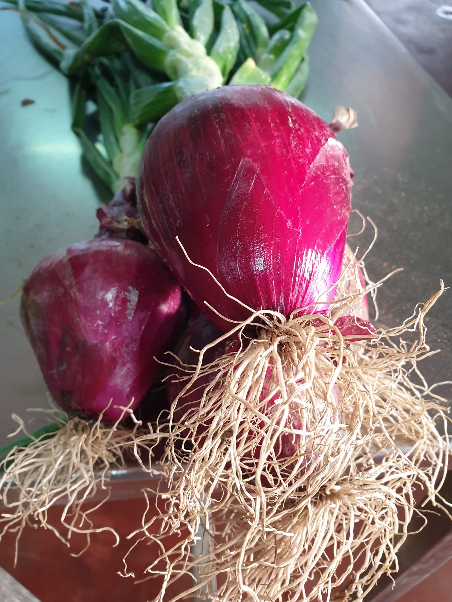 cipolle della Calabria