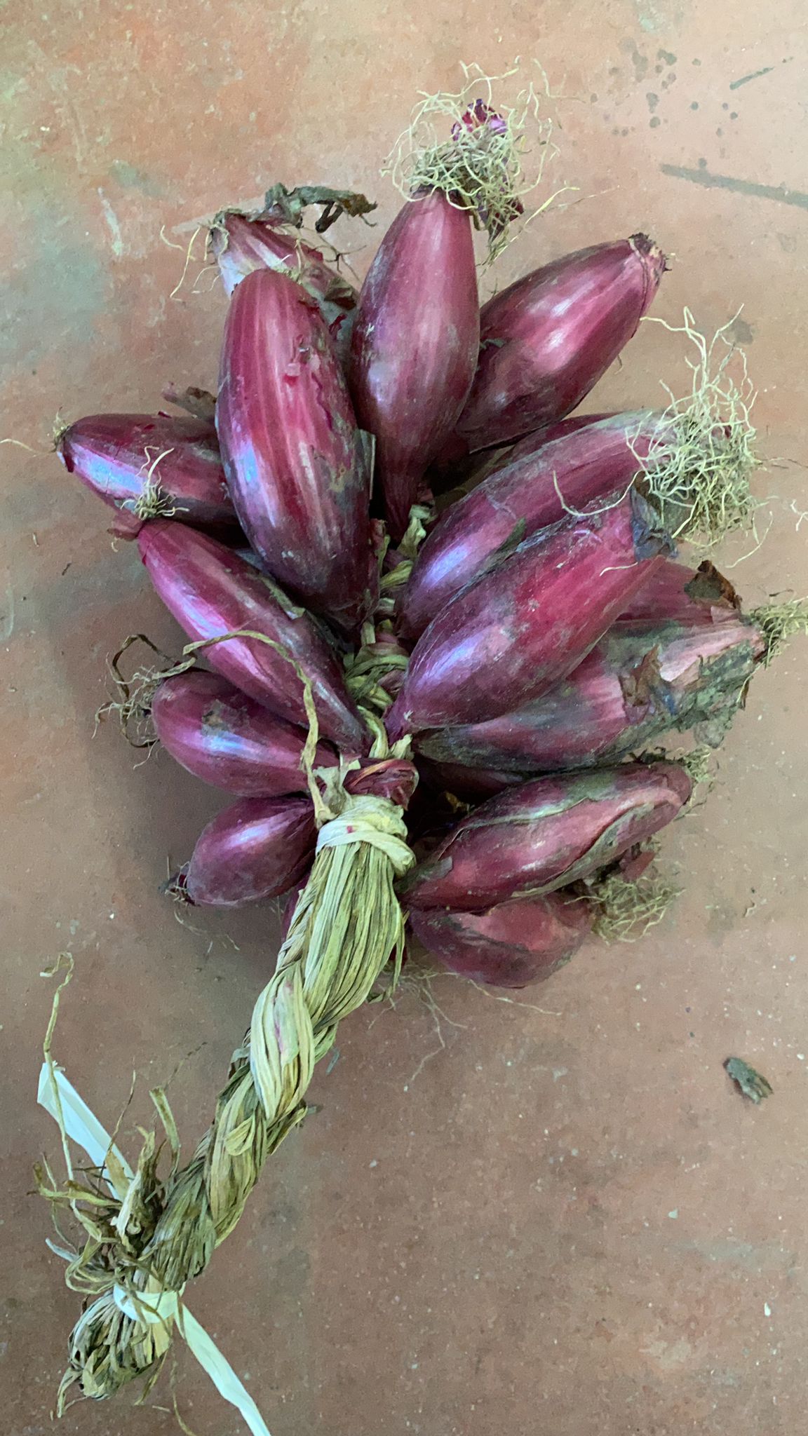 mazzo di cipolle rosse di Tropea allungate