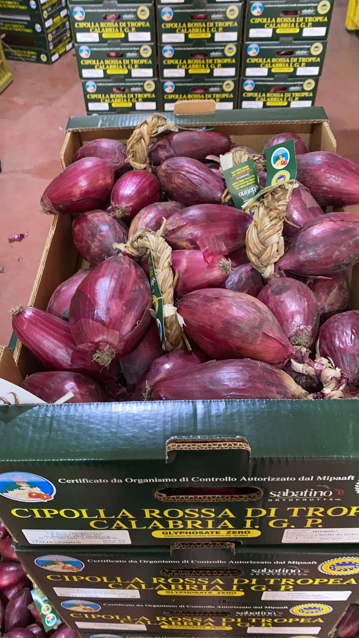 cipolle rosse di Tropea all'ingrosso
