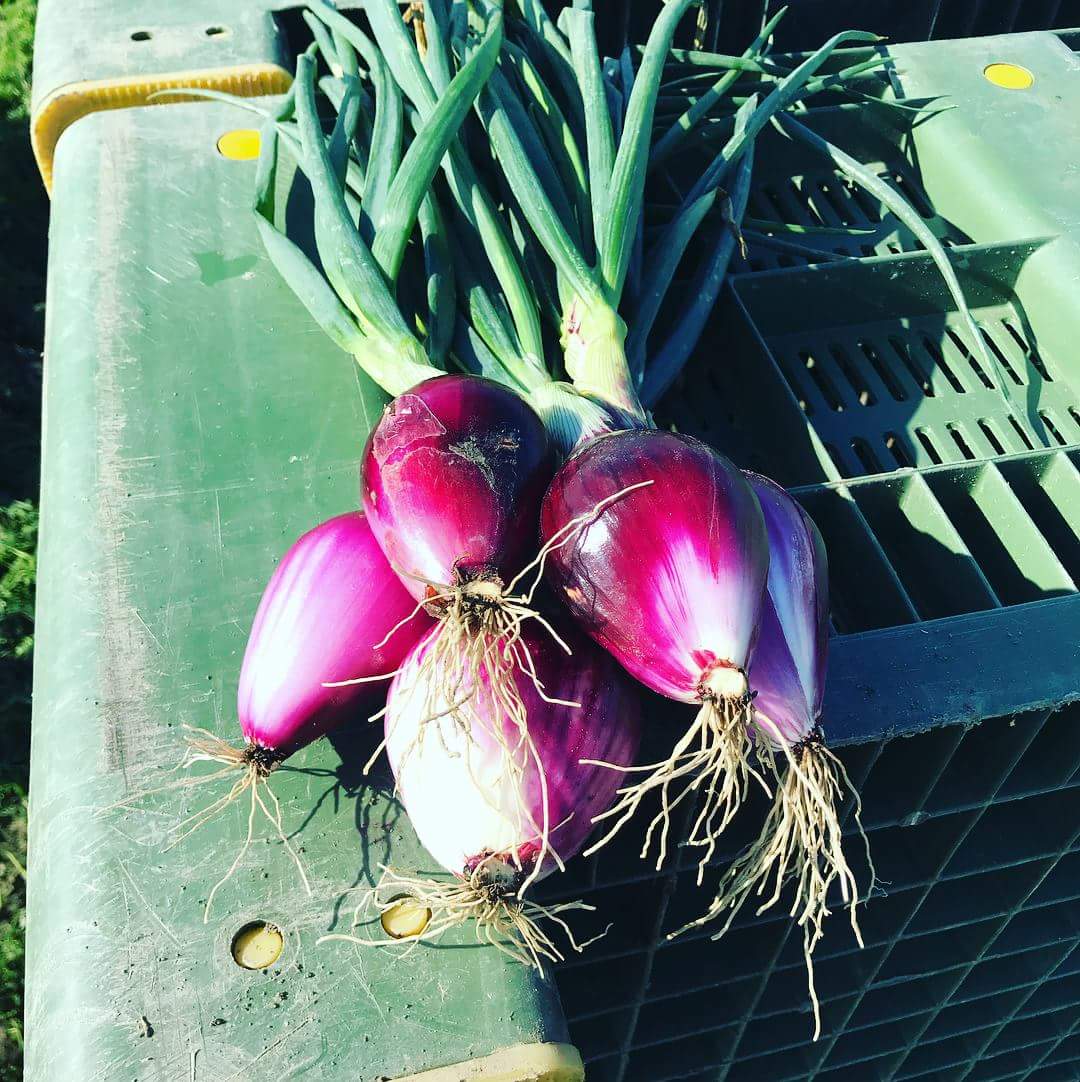 raccolta di cipolle rosse di Tropea