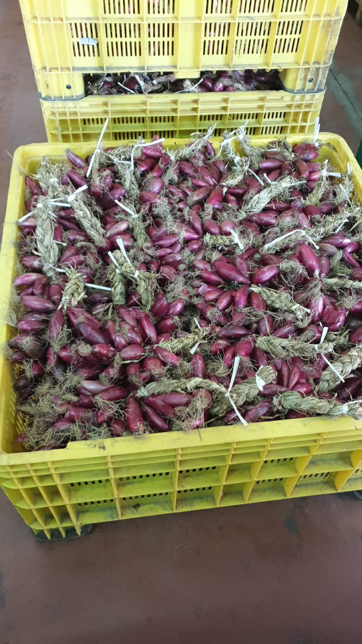 cipollotti rossi tipici calabresi di produzione propria
