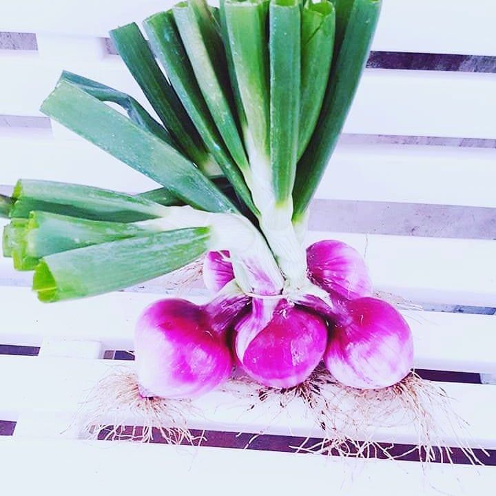 cipollotti rossi della Calabria IGP