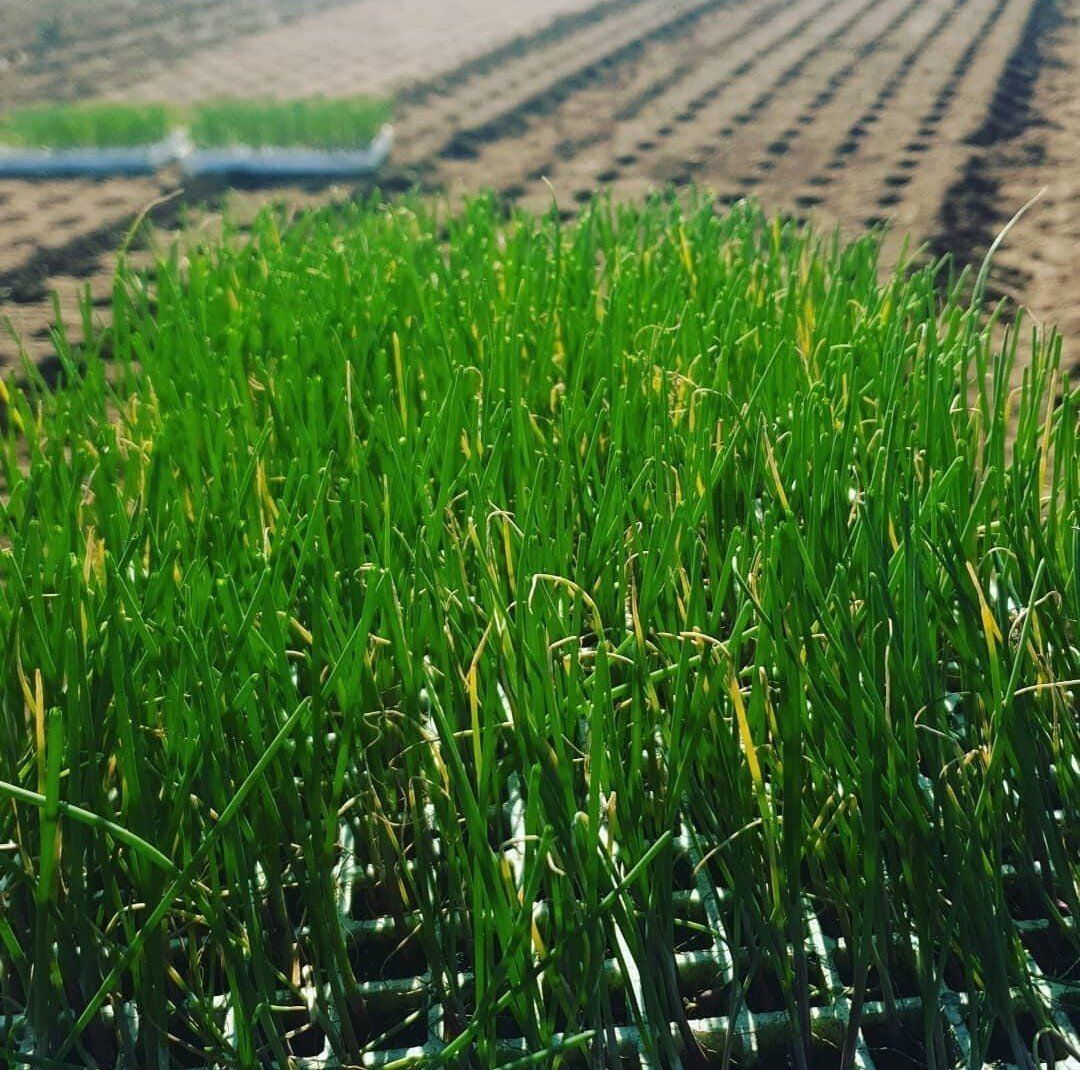 coltivazione della cipolla rossa di Tropea IGP