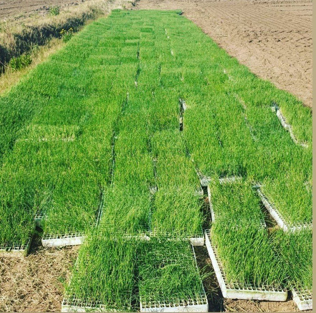 produzione propria di cipolla rossa di Tropea Calabria IGP