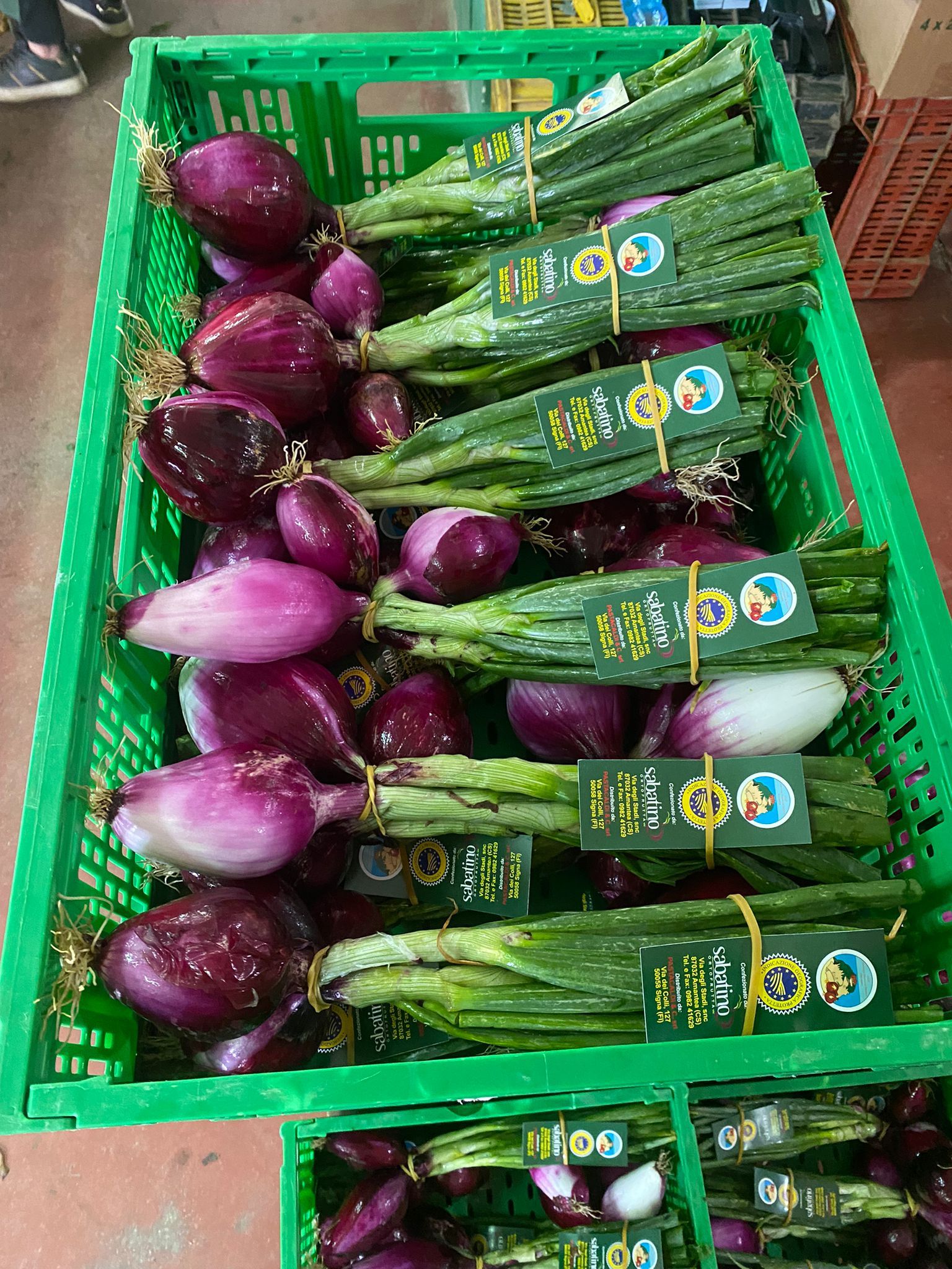 cassette di cipollotti calabresi