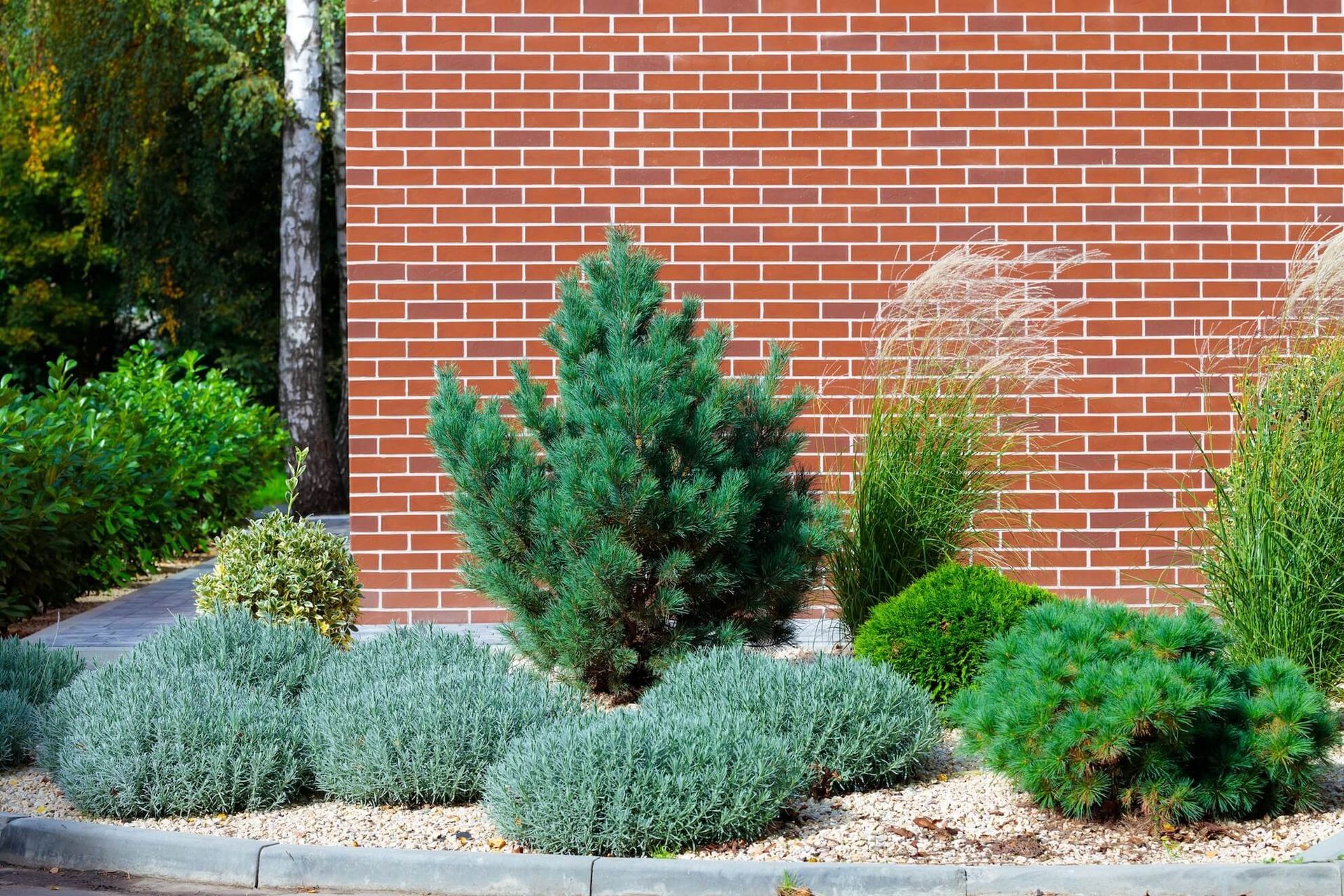 Landscaped garden with green shrubs and blue-gray groundcover against a red brick wall