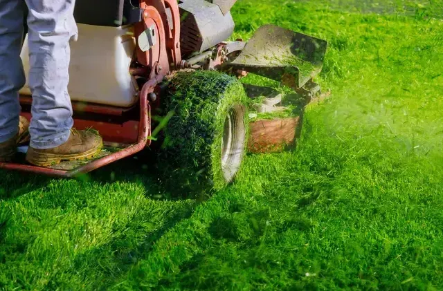 Person mowing a bright green lawn with a red and white riding mower