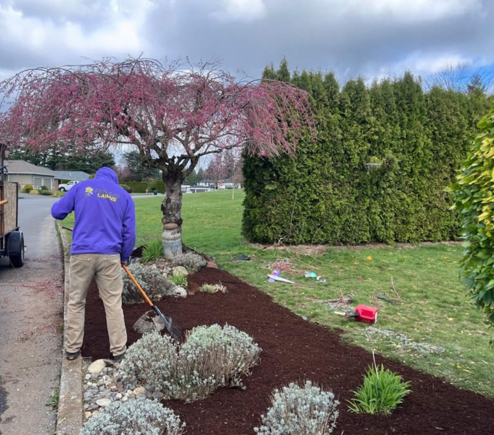 Gardener in purple jacket mulching a flower bed beside a pink-blossomed tree and hedge