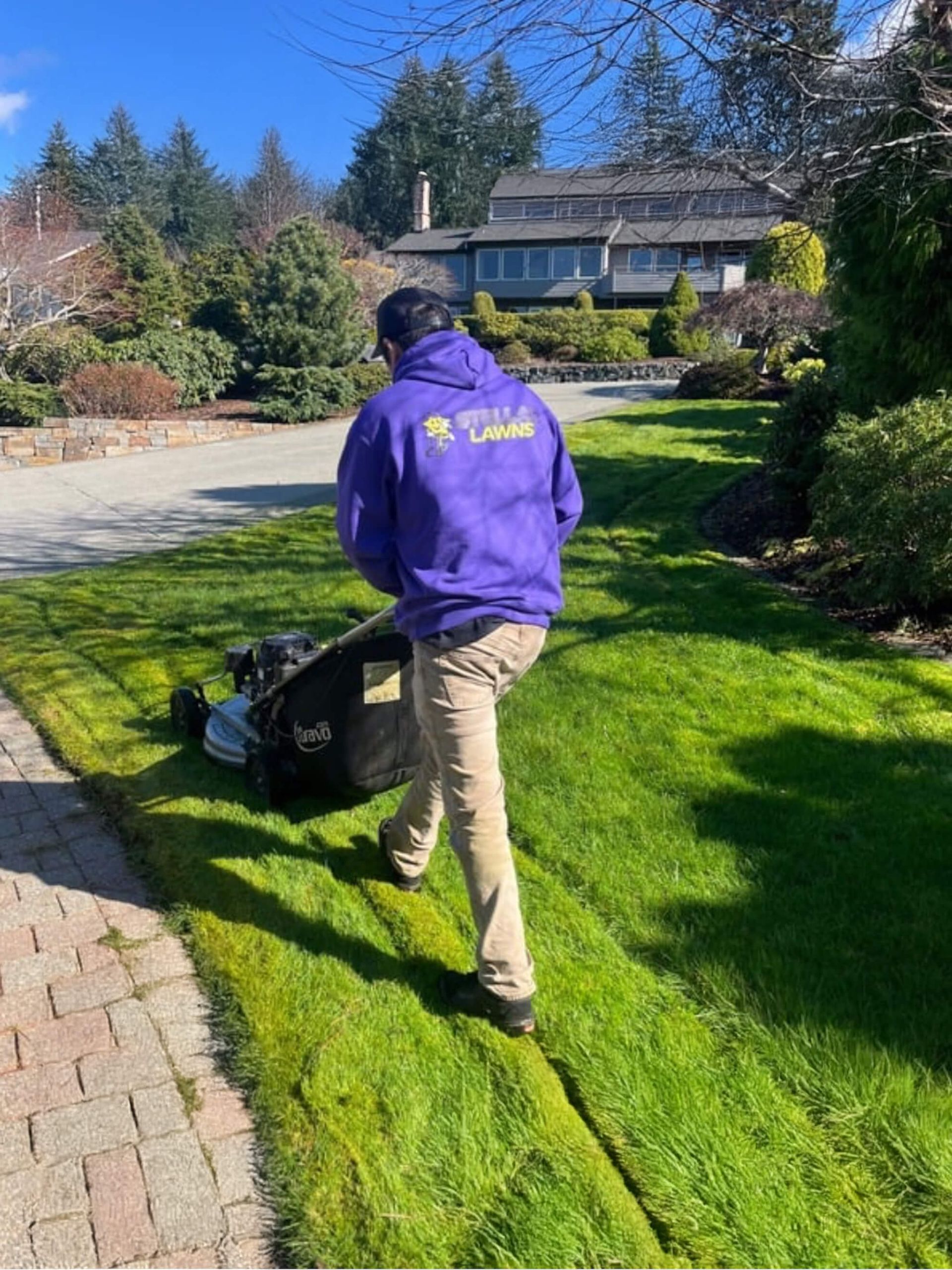 Person in a purple jacket mowing a green lawn in a sunny suburban yard.