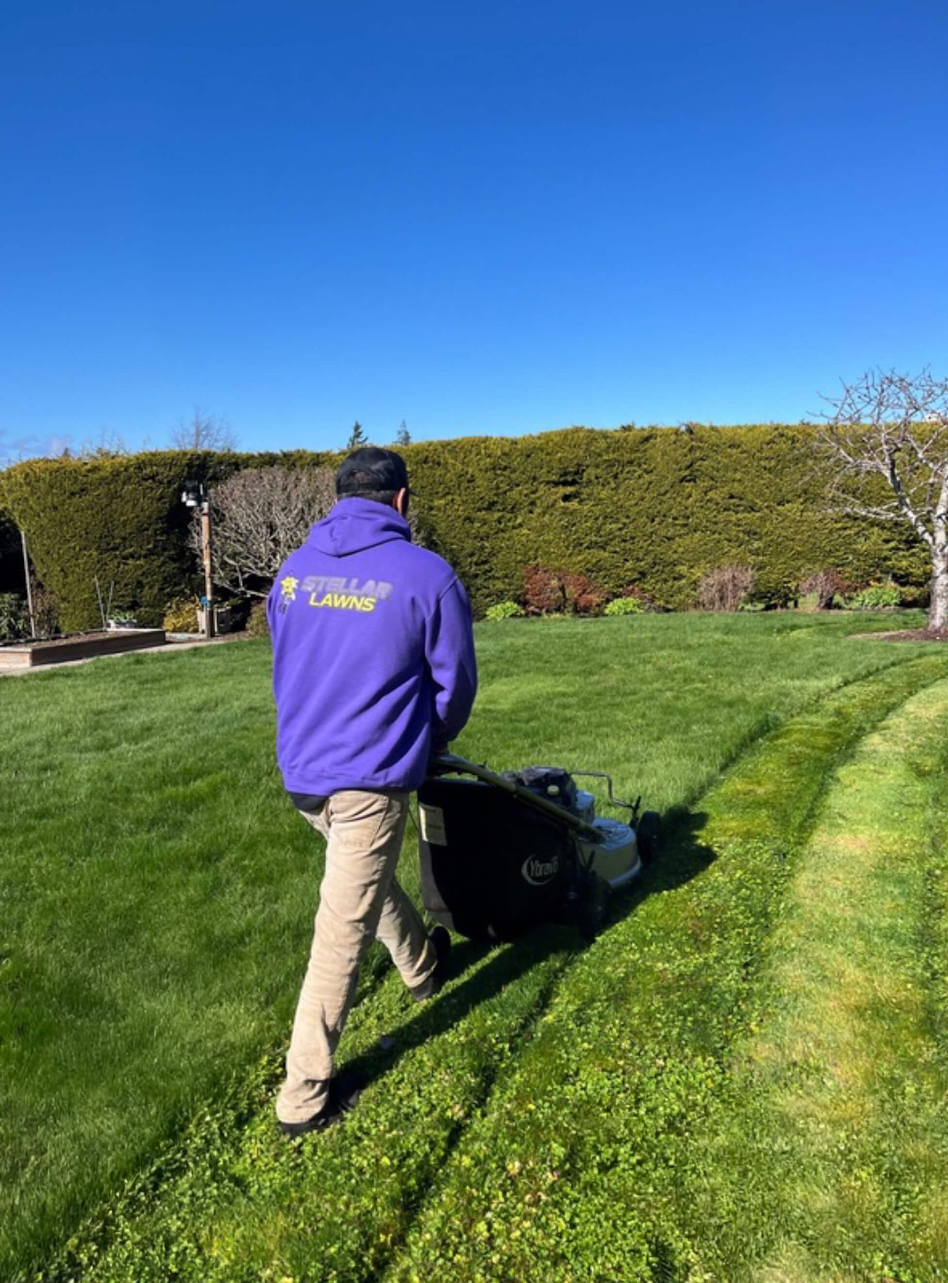 Person in a purple jacket mowing a green lawn under a clear blue sky.