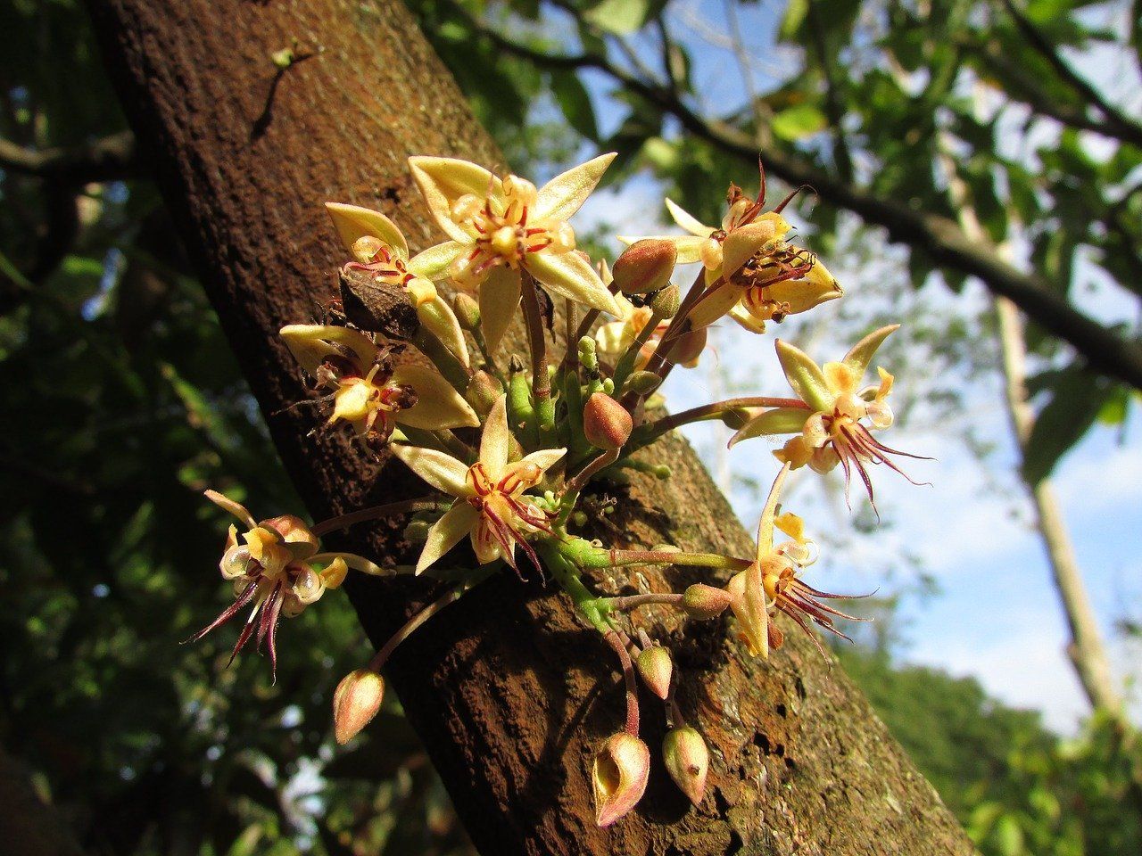 cacao dalileo flower permaculture