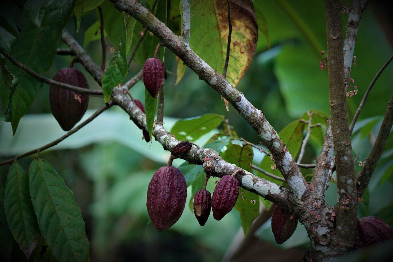 cacao pods ancestral medicine