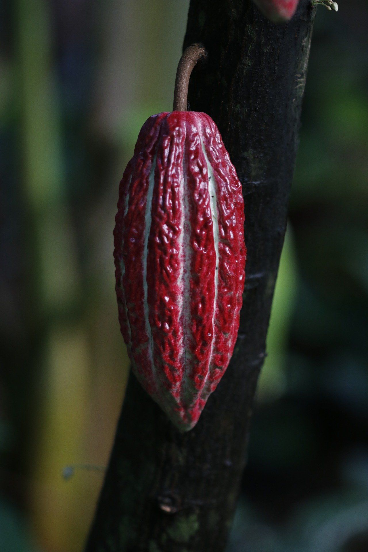 ripe cacao pod