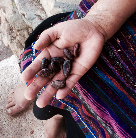 mayan cacao peeling guatemala