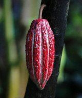 ripe cacao pod