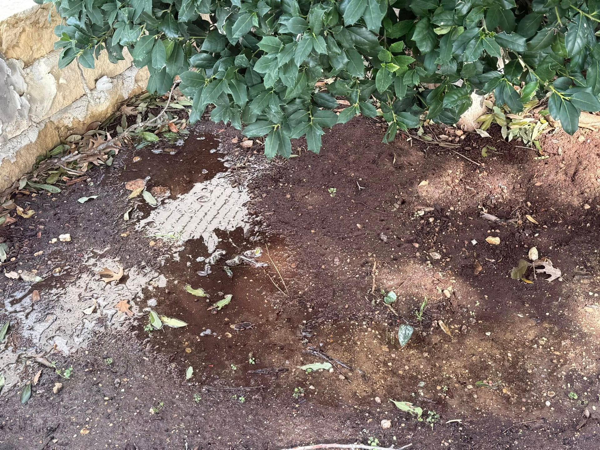 Wet, dark brown soil near a wall, beneath green foliage.