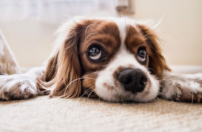 Can Pests Live in Air Ducts?