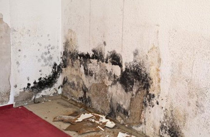 mold removal