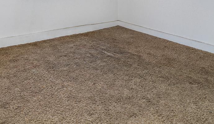 Carpets mold removal