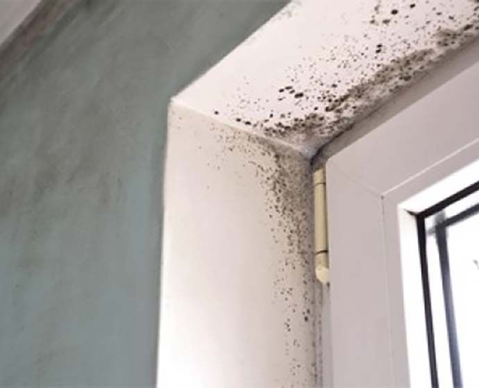 Mold Remediation