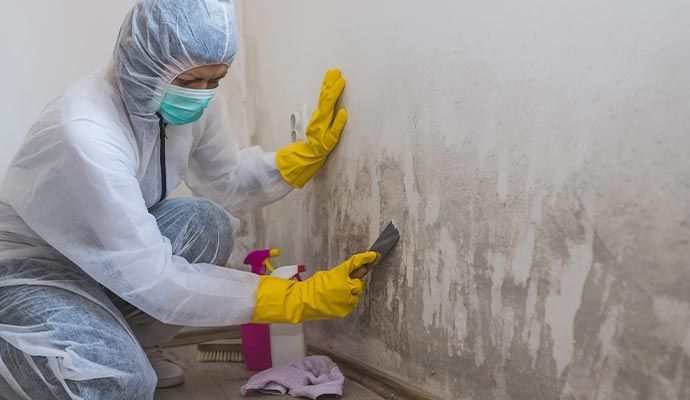mold removal 3