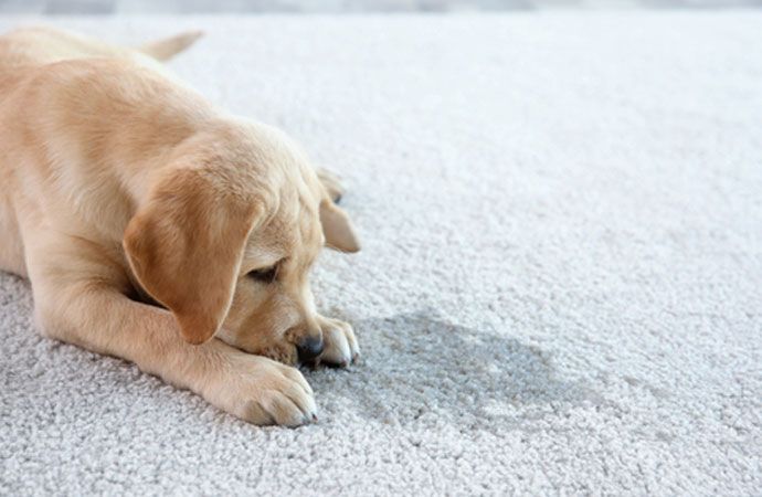 pet odor removal