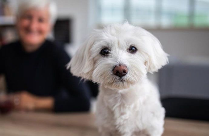 white dog