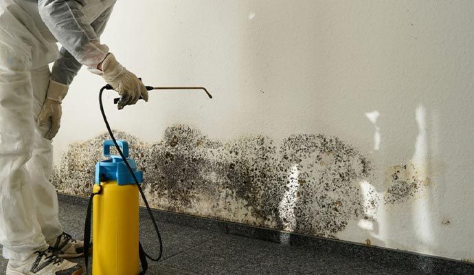 mold removal 1