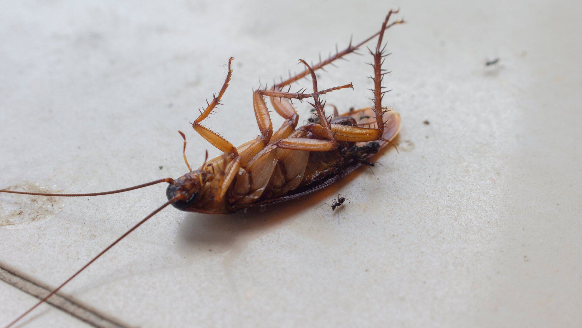 Dead Cockroach with Small Ants — Elgin, SC — Bug Master