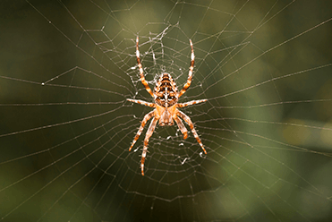 Garden Spider — Elgin, SC — Bug Master
