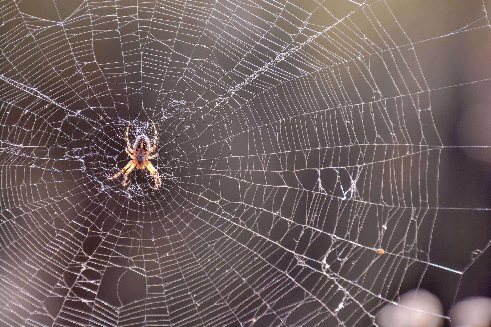 Closeup of Spider Hanging — Elgin, SC — Bug Master