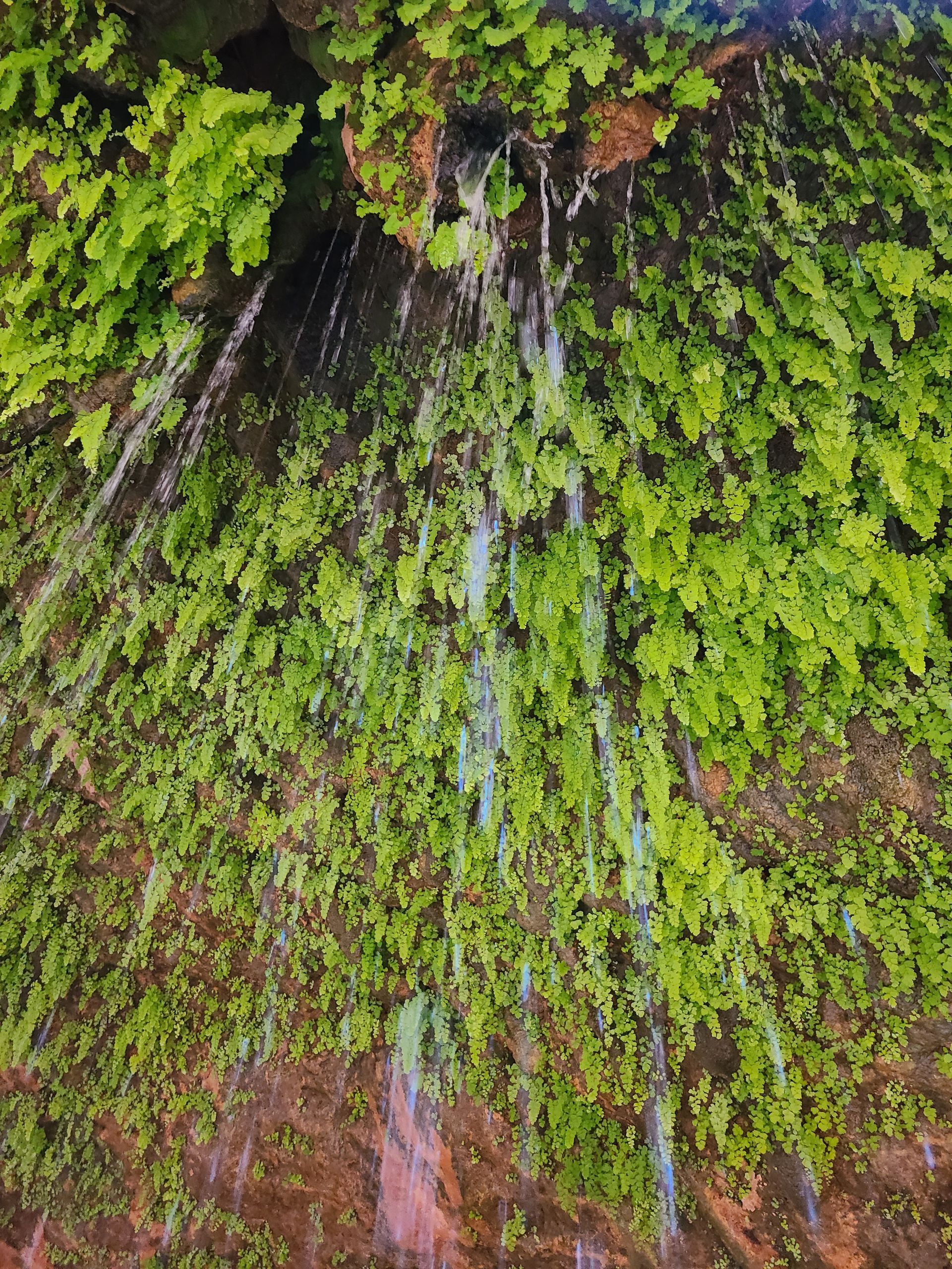 A waterfall is surrounded by green plants and moss.