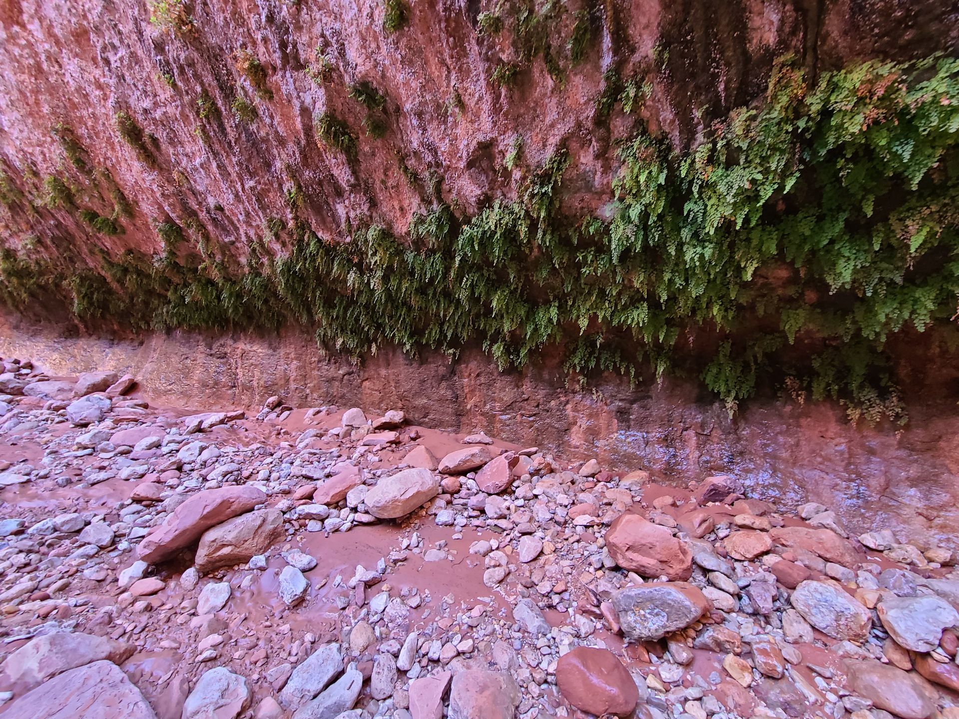 A rocky area with a cliff and plants growing on it.