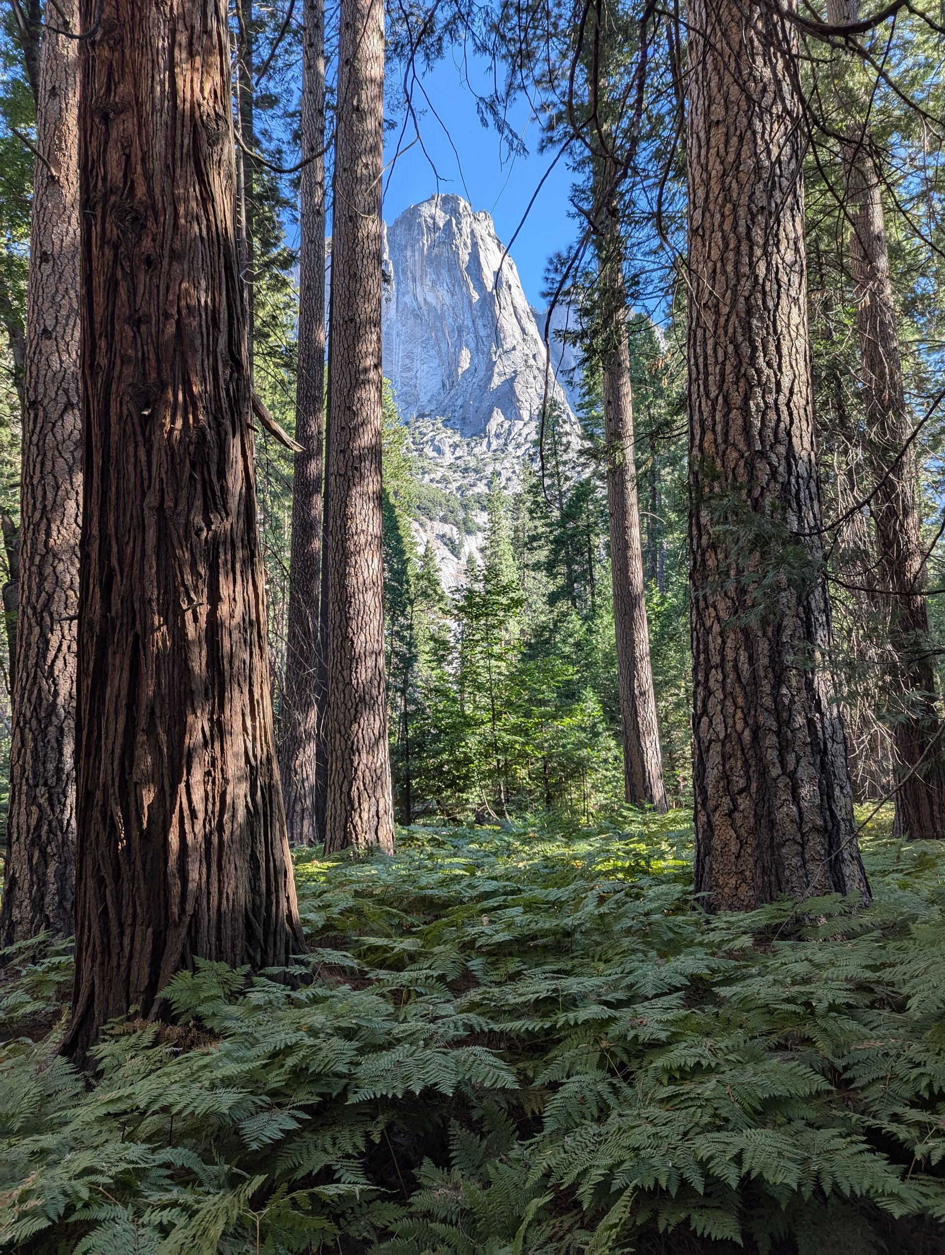 A forest with trees and ferns and a mountain in the background.