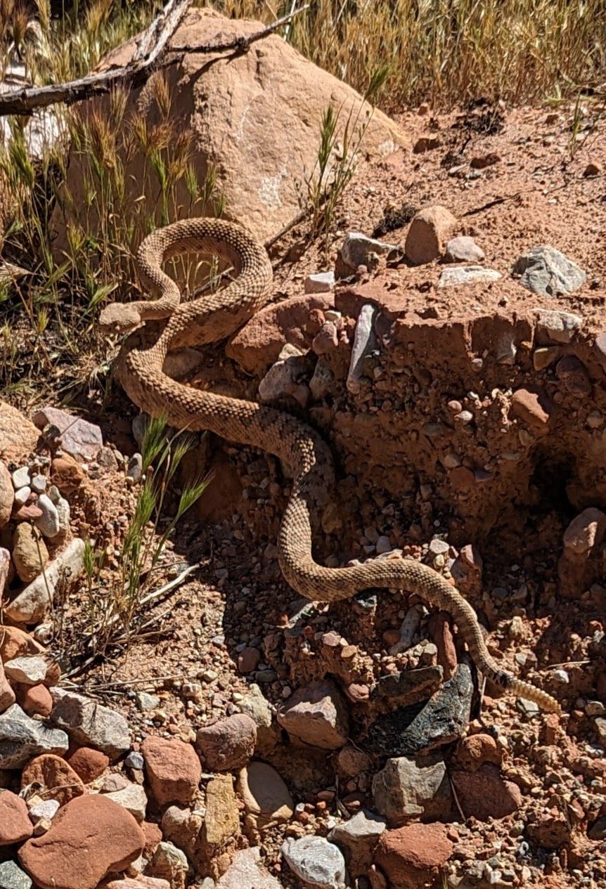 A snake is laying on top of a pile of rocks.
