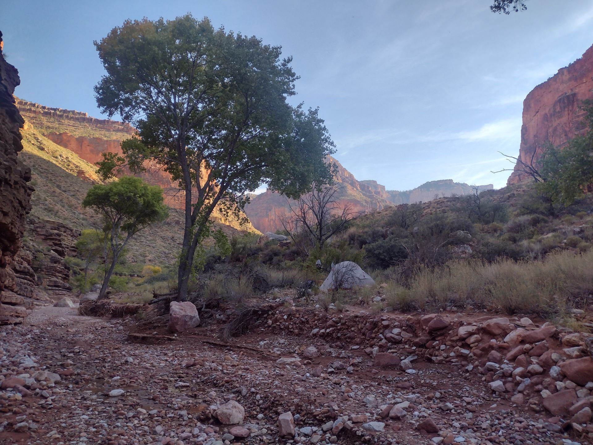 A tree in the middle of a rocky canyon with mountains in the background.
