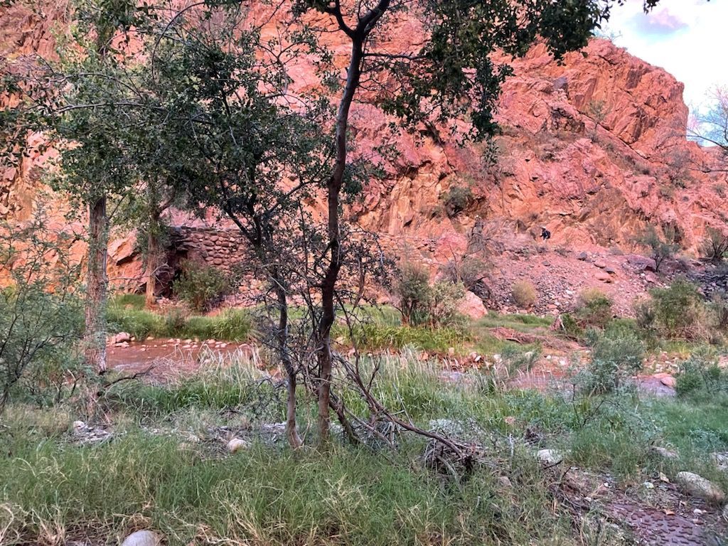 A tree in the middle of a field with a mountain in the background.
