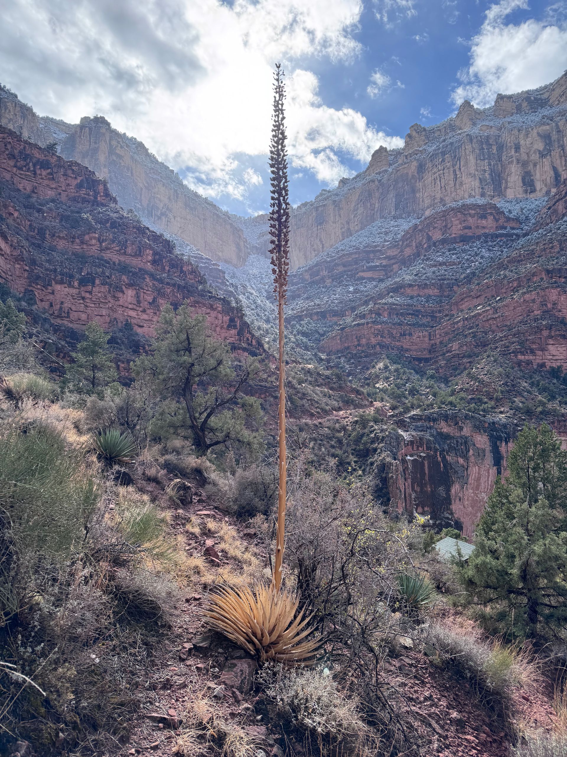 Tall agave plant with flower stalk in a canyon, snow on canyon walls, overcast sky.