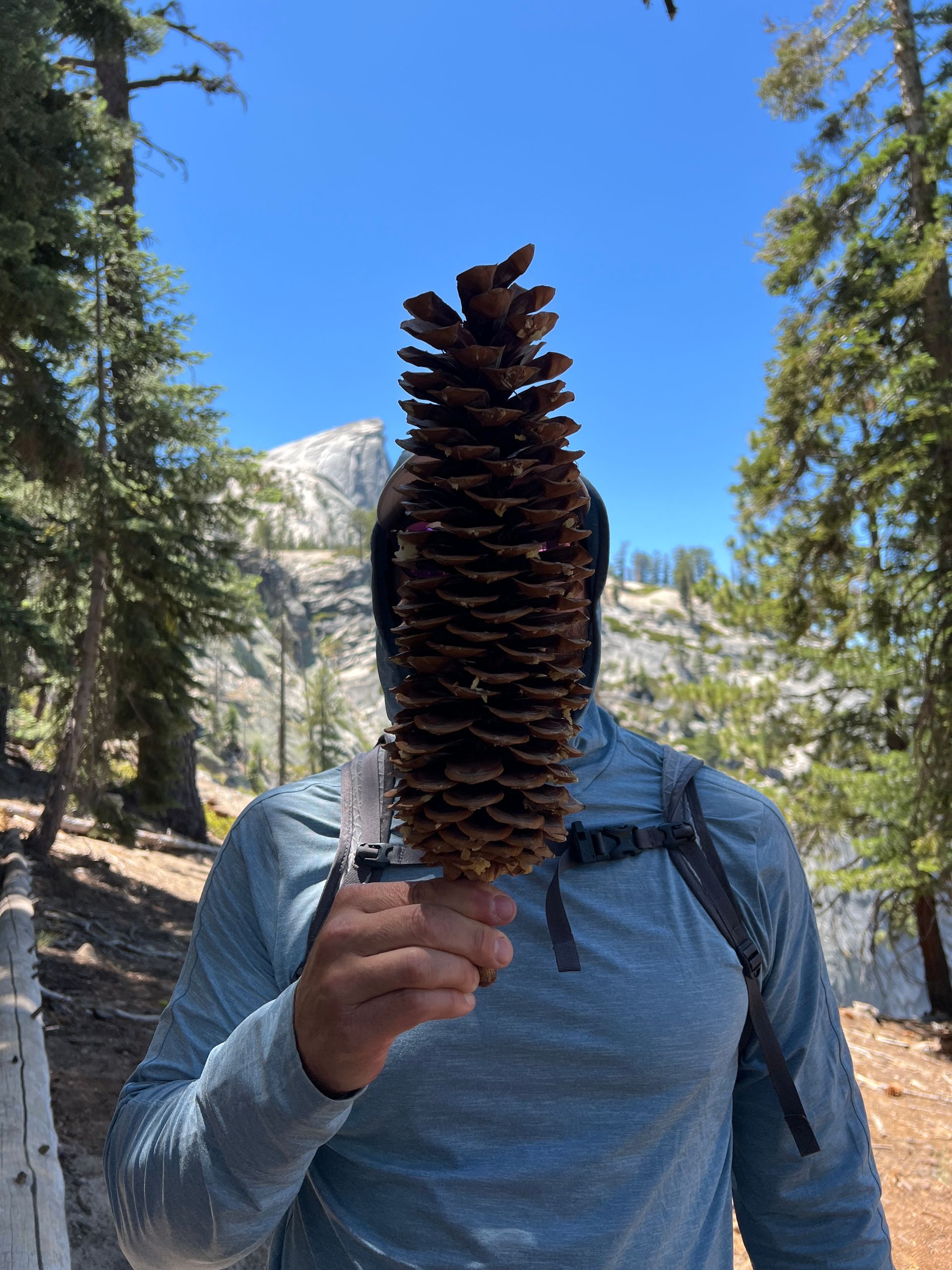 Person holding large pinecone in front of face on a trail in a forest; mountain visible in background.