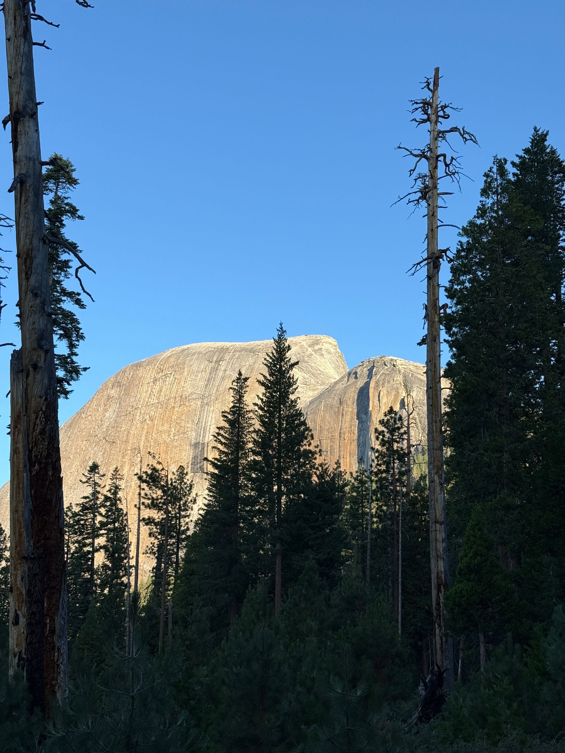 Mountain peak seen through trees under a clear blue sky.