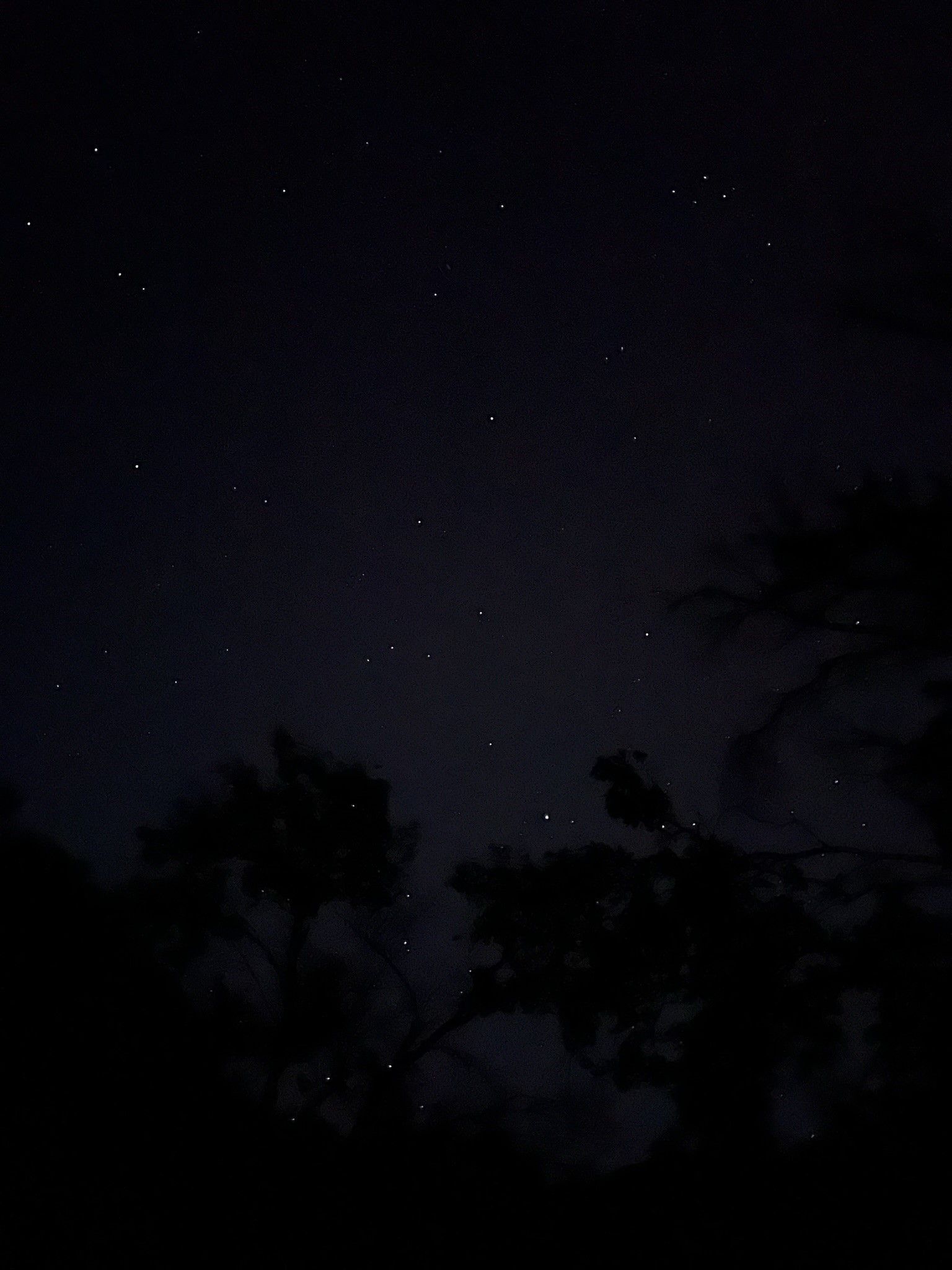 A night sky filled with lots of stars and trees in the foreground.
