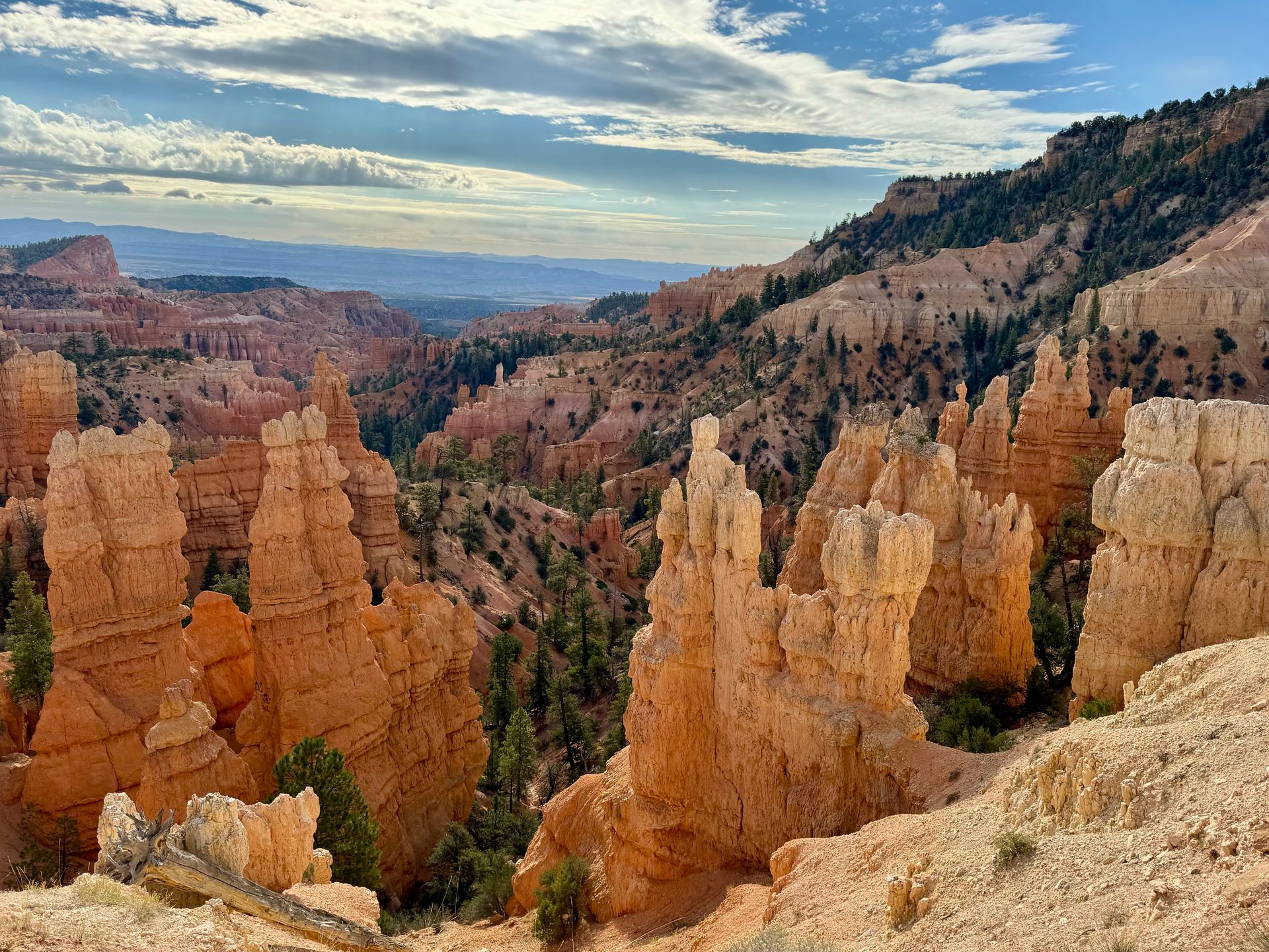 A view of a canyon with a lot of rocks and trees.