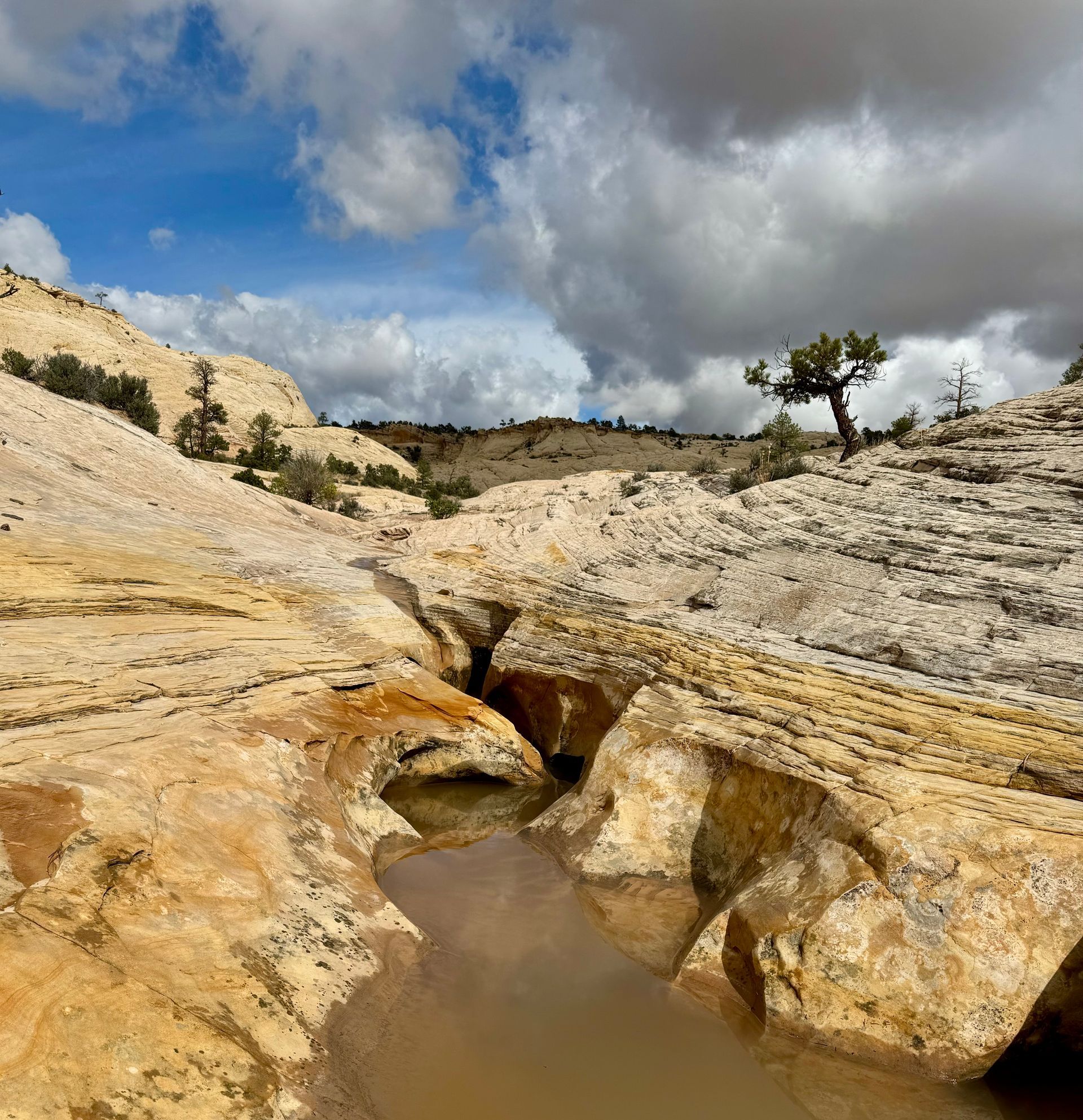 A river runs through a rocky landscape with a tree in the background.