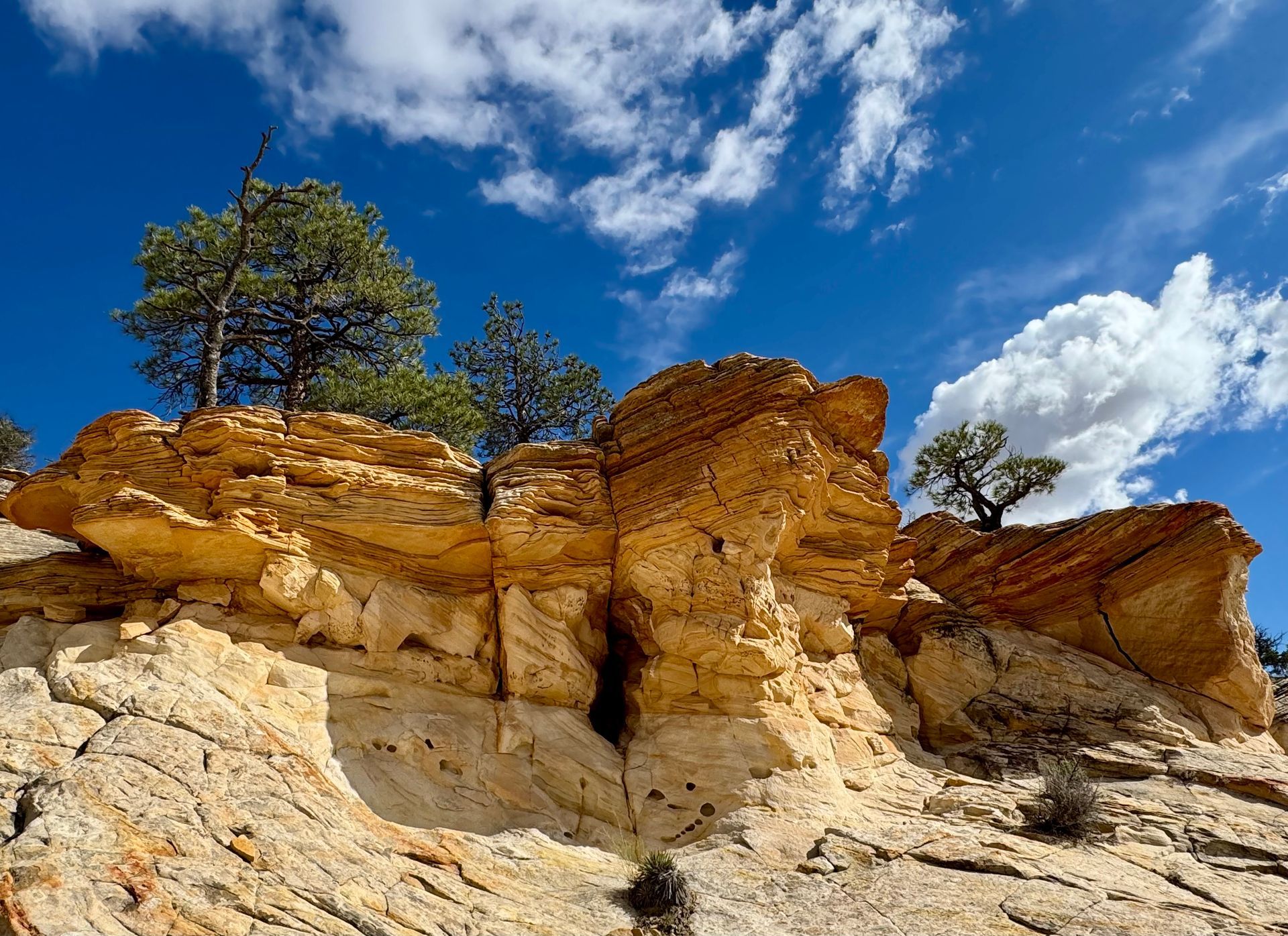 A tree is growing on top of a rock formation in the desert.
