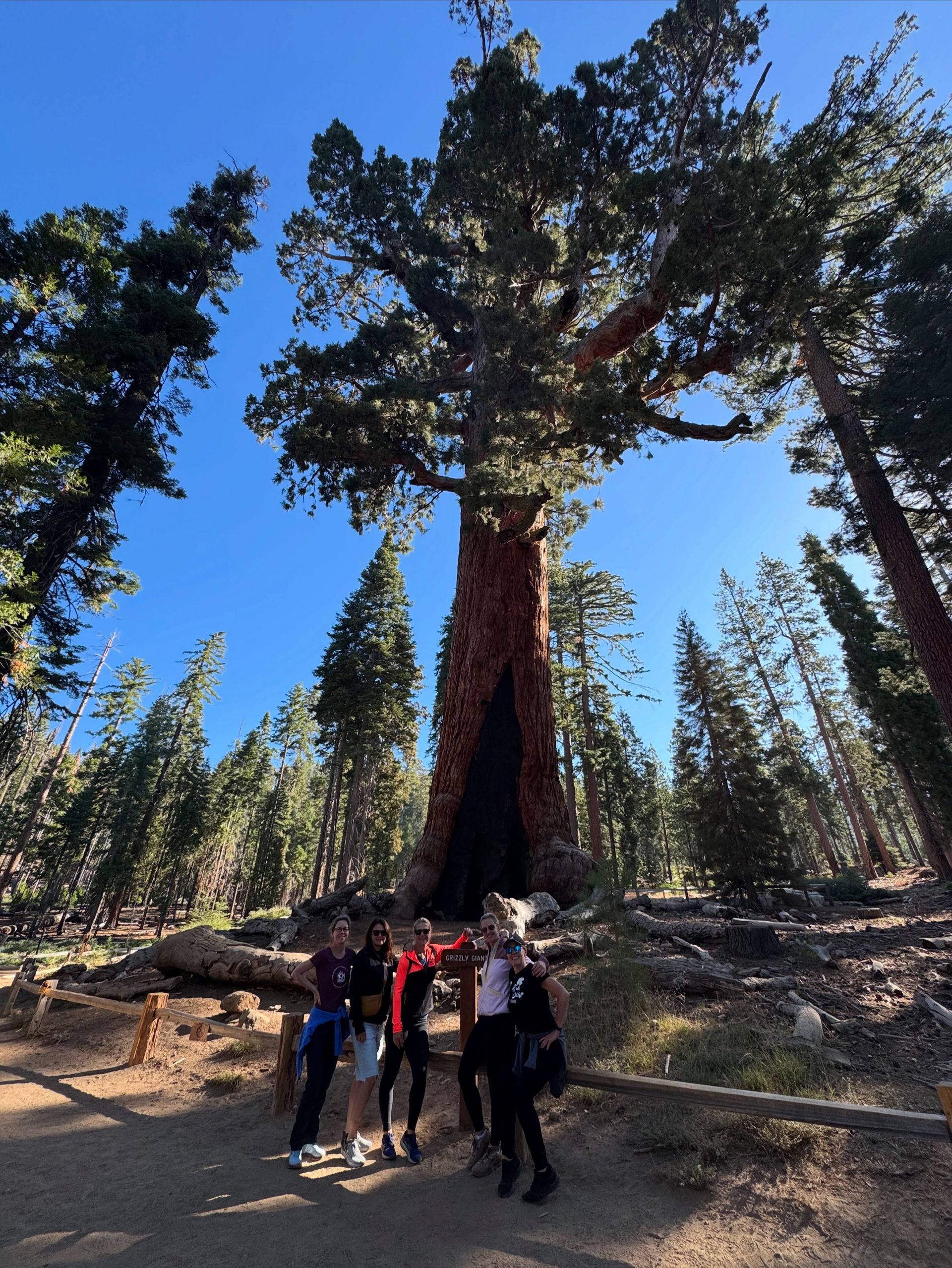 Group of people pose beneath a giant redwood tree, surrounded by other trees, under a blue sky.