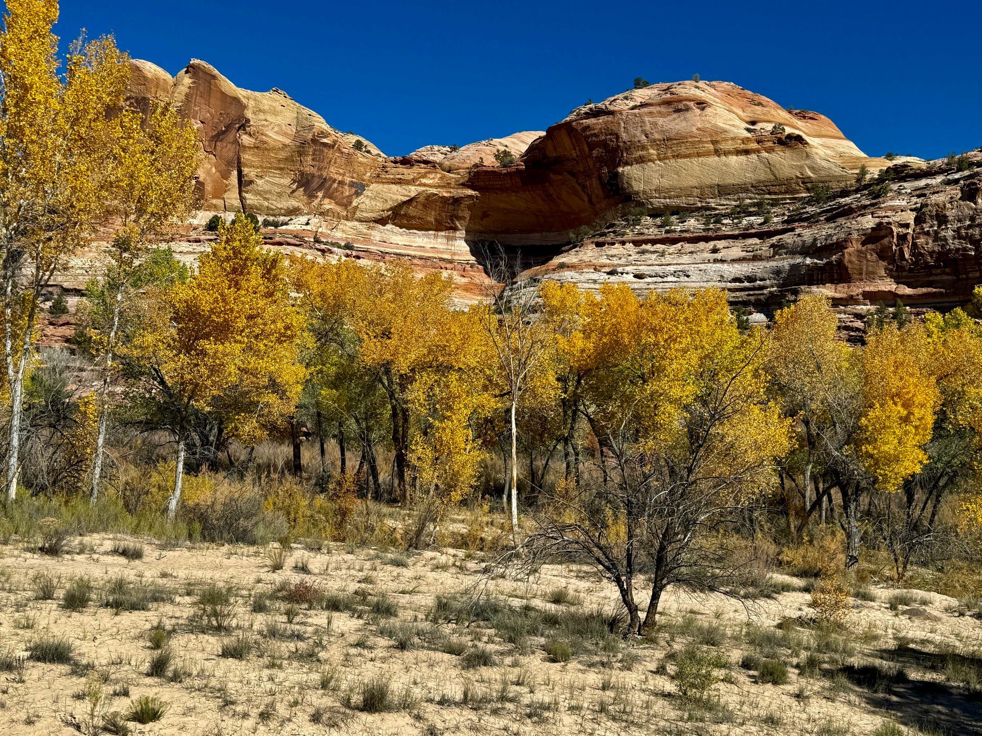 Yellow fall trees in a desert landscape with red rock cliffs and a bright blue sky.