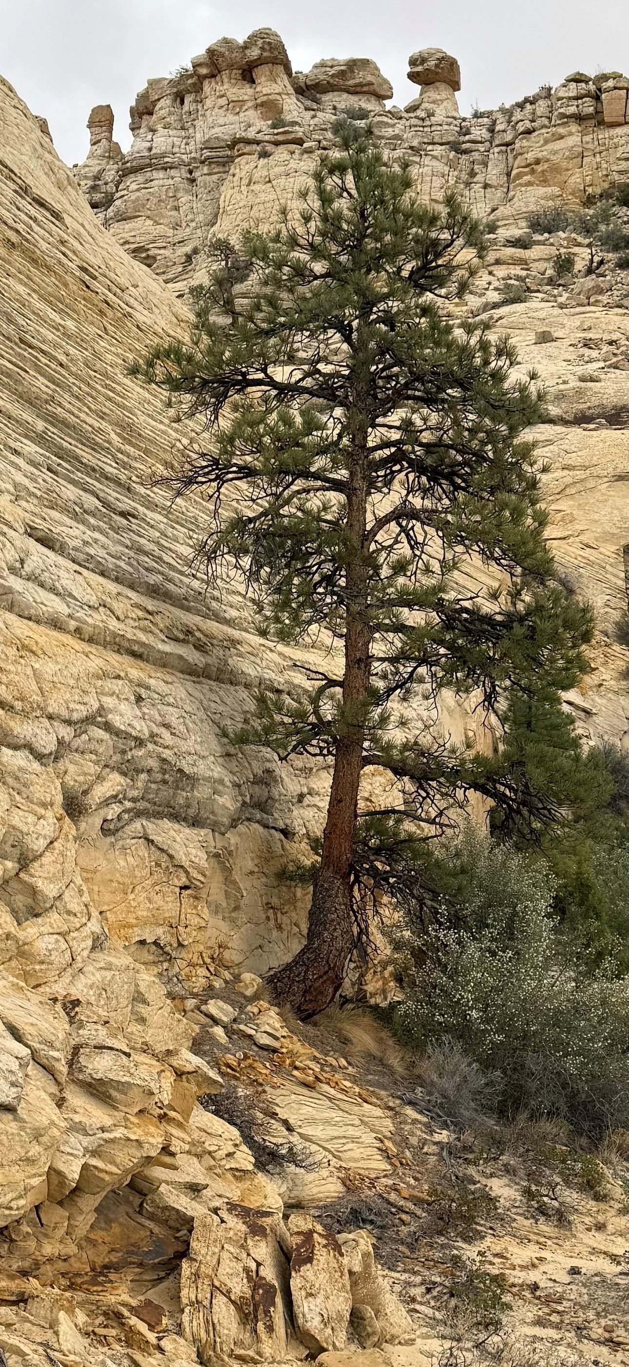 A lone evergreen tree grows from a rocky canyon wall. Brown rock formations rise in the background under an overcast sky.